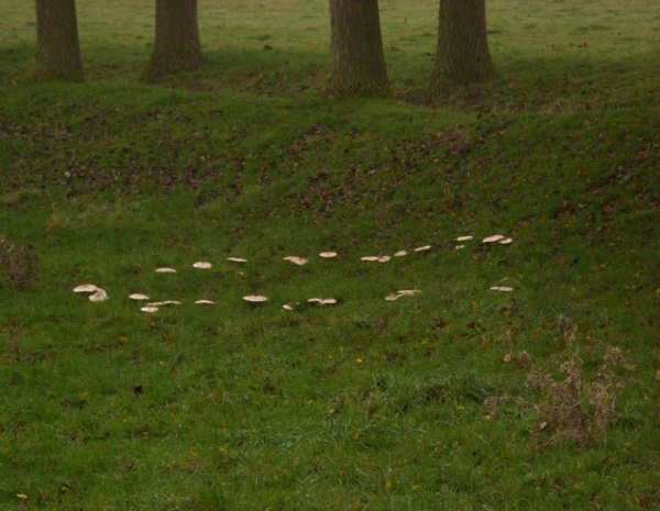 Rond de sorcière.JPG