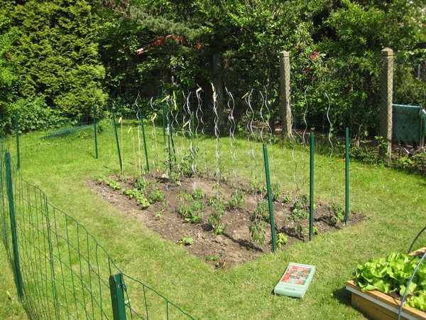 mon carré à tomates est en service !
