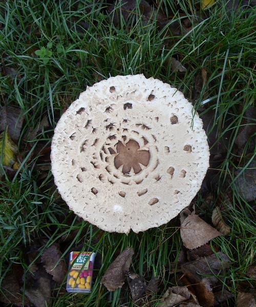 la boite de bonbon donne l'échelle