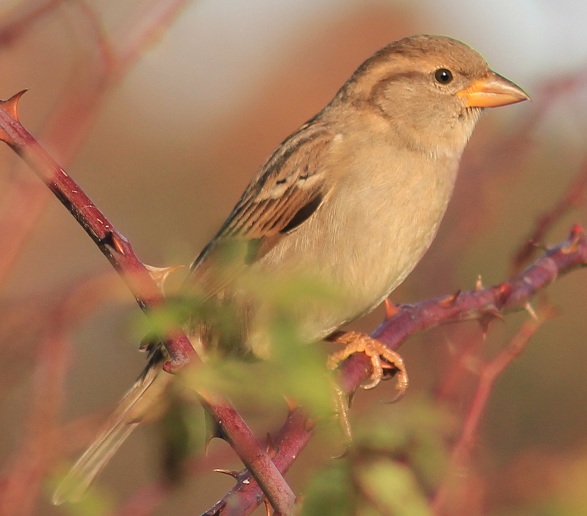 Moineau.JPG