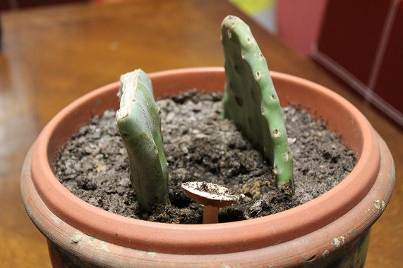 Champi cactus 2.JPG