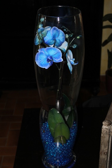 Orchidee bleue 1.JPG