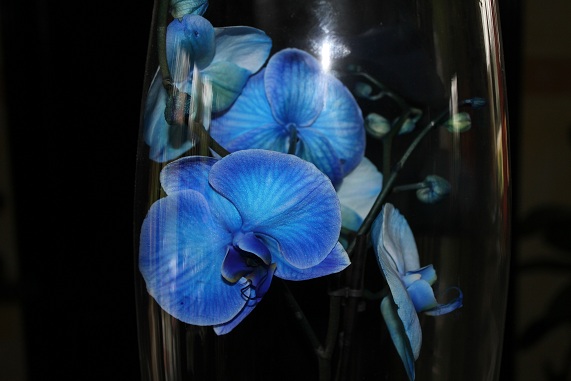 Orchidee bleue.JPG