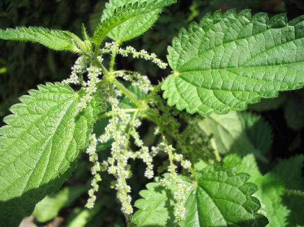 Urtica-dioica montée.jpg