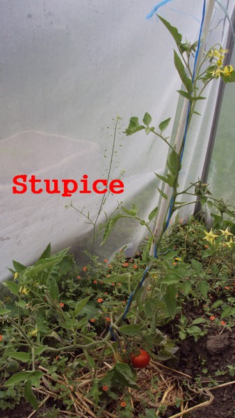 stupice_entier_130610.JPG
