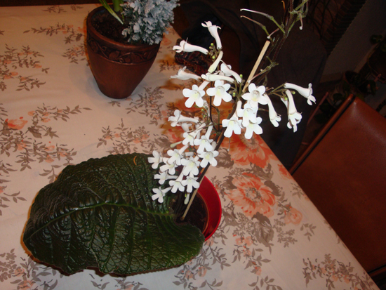 DSC02976.JPG