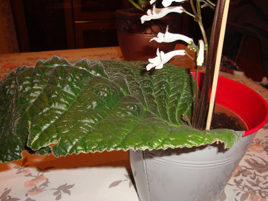 DSC02978.JPG