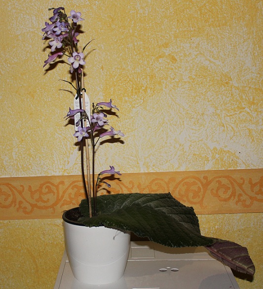 Streptocarpus.JPG