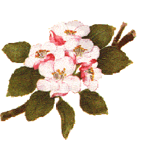 anniversaire_154.gif