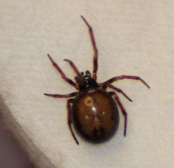 steatoda 001.JPG