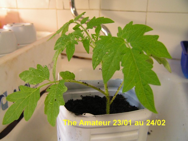 The Amateur_2301_2402_3.JPG