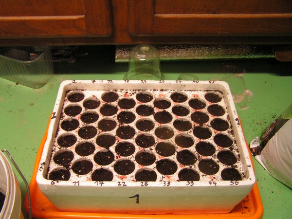 PICT0470.JPG