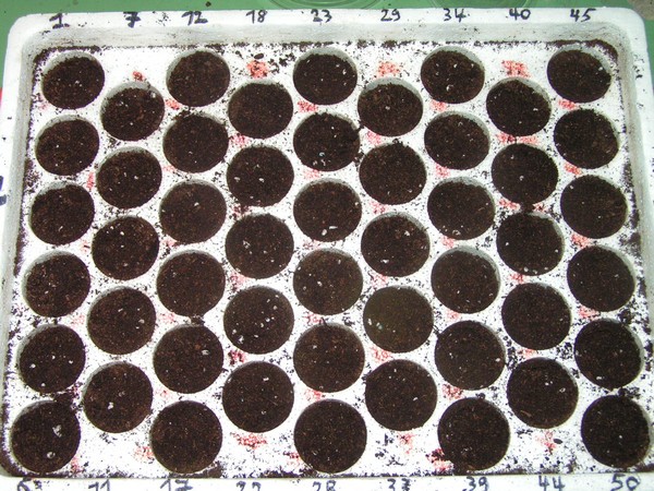 PICT0471.JPG