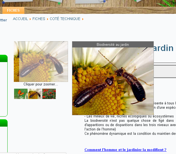 zoom_fiche.png