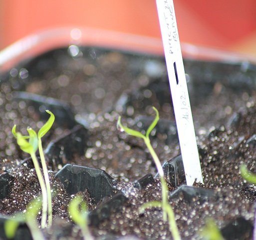 germination 002.JPG