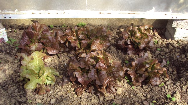 feuille chêne Bowl rouge flamenco.JPG