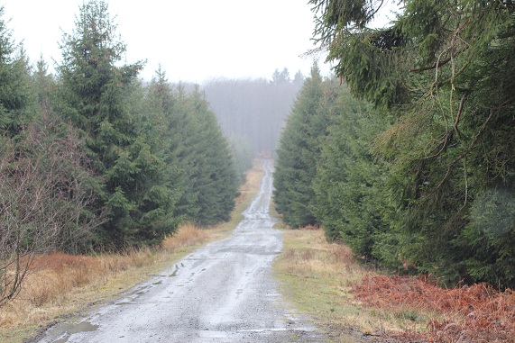foret 004.JPG