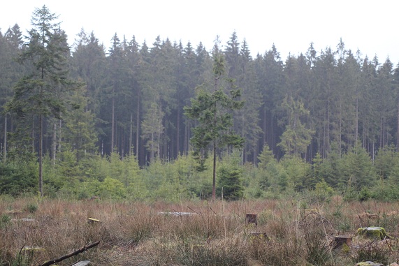 foret 059.JPG