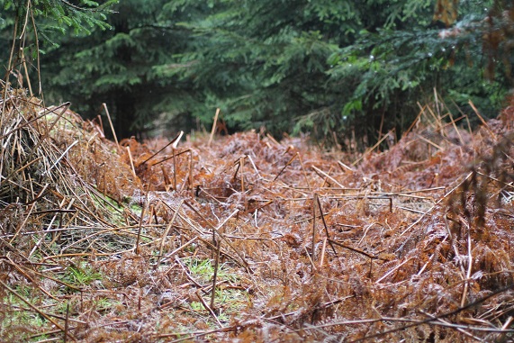 foret 009.JPG