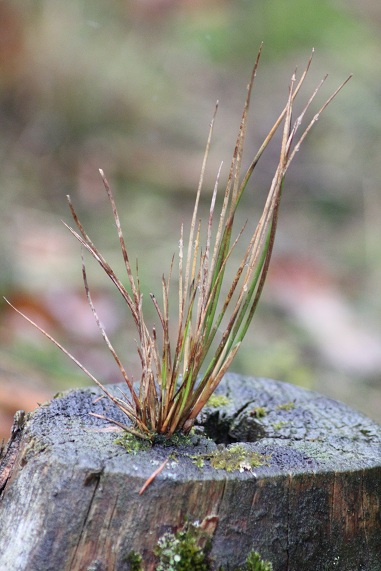 foret 006.JPG