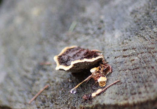 Stereum purpureum.JPG