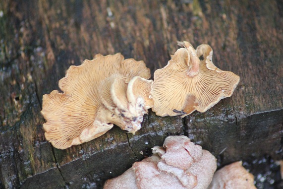 Lentinellus SP (2).JPG