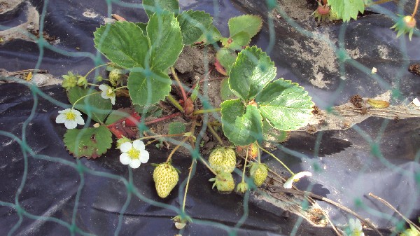 fraisiers_120510_3.JPG