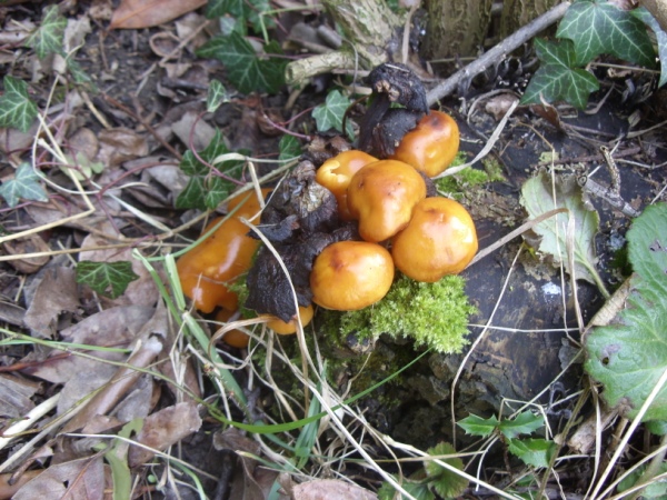 champignon orange.jpg