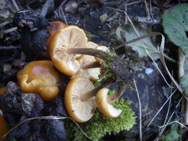 champignon orange 2.jpg