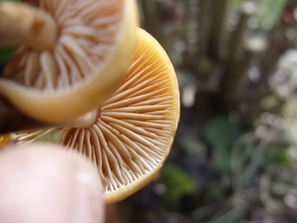champignon orange 3.jpg