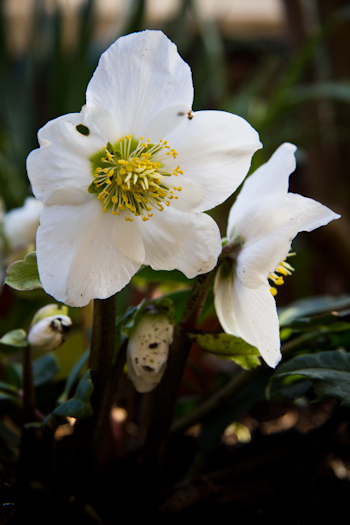 helleborus niger