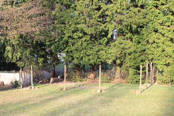 Poules piquets 1603.JPG