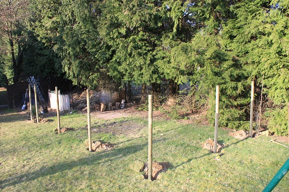 Poules piquets.JPG