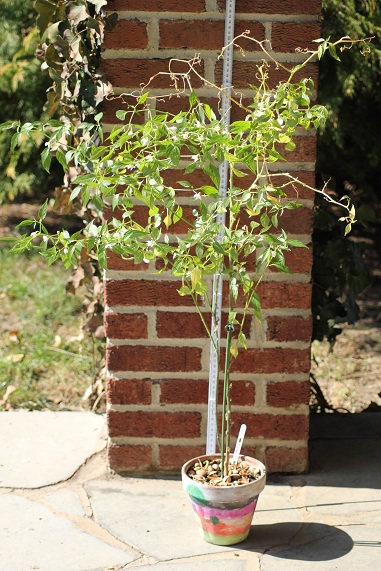 Piment Aiguille avant.JPG