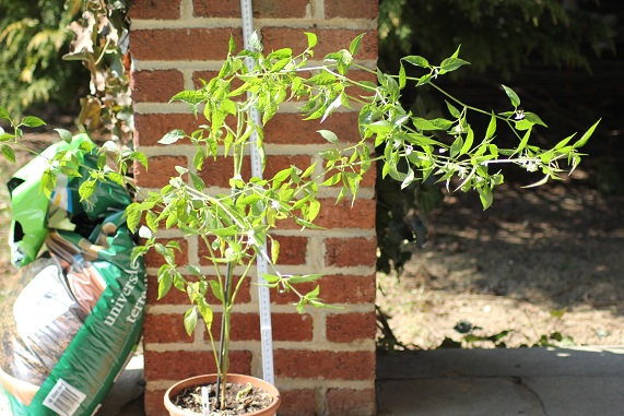 Pimnt oiseau avant.JPG