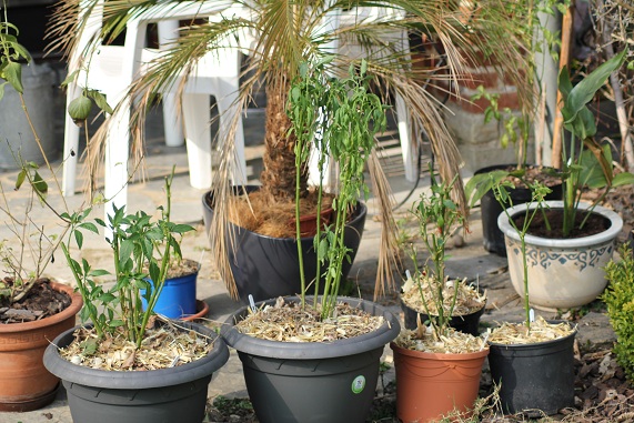 Piments 2403.JPG