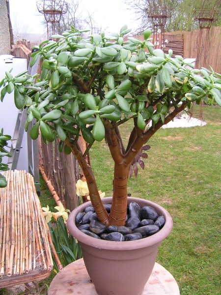 fete des plantes Locon_06.jpg
