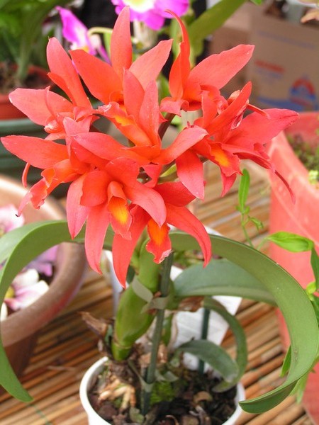 fete des plantes Locon_33.jpg