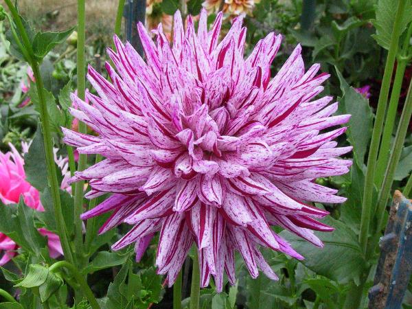 Blackberry Ripple.jpg