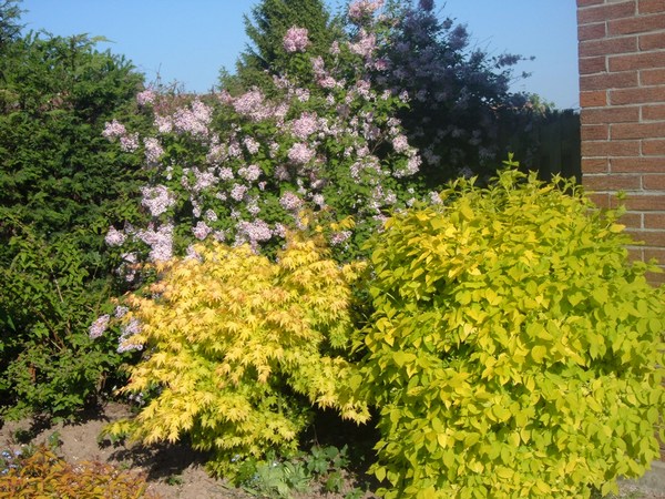 acer et seringat à feuillage jaune