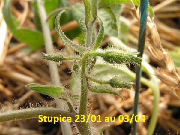 Stupice