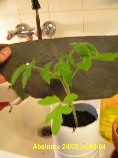 tomate Absinthe