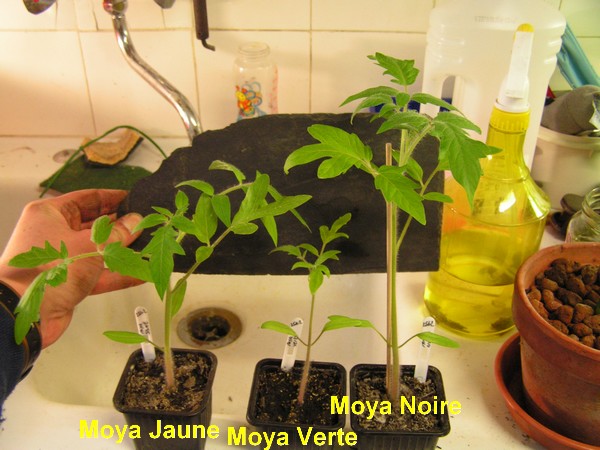 Tomate Moya Jaune, Moya Verte et Moya Noire