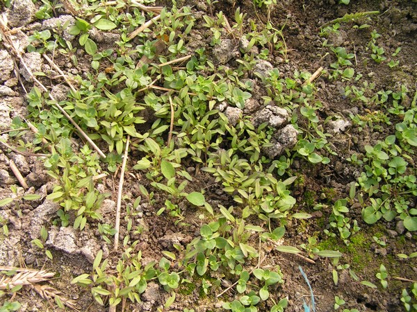 Petit Moineau spontanés_1404_1.JPG
