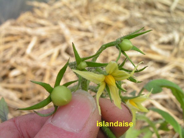 islandaise_2301_1404.JPG