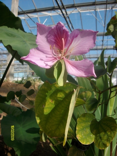 orchidéee.jpg