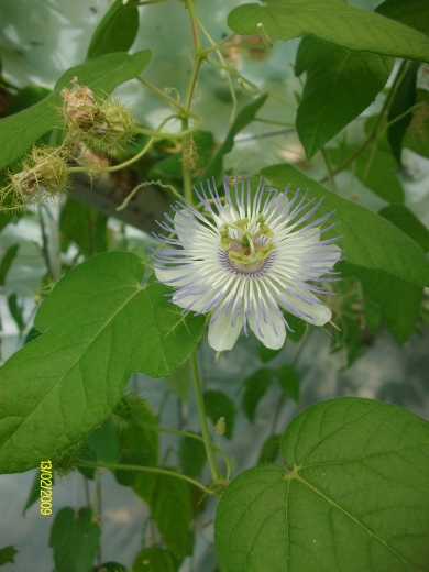 foetida bahia.jpg
