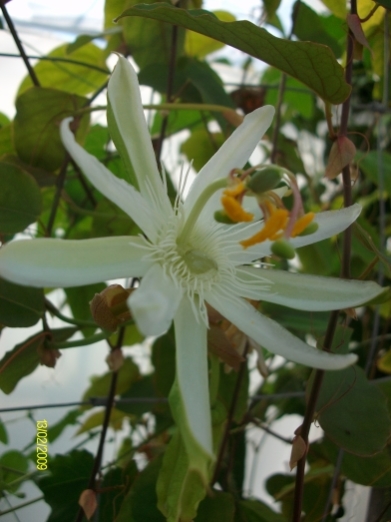 mucronata.jpg