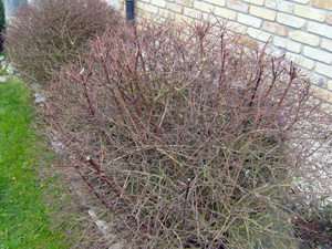 abelia_01.jpg