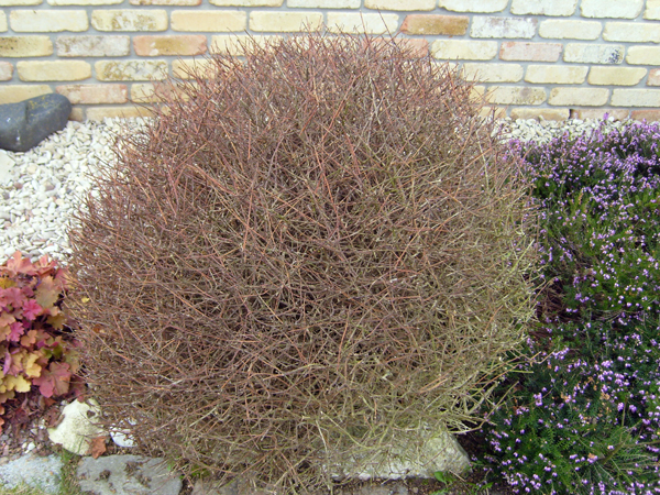 abelia_02.jpg